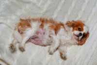 Un petit chien femelle allongé sur le lit