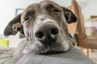 Un chien fatigué se repose