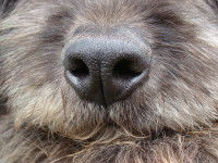 Vue proche du nez d'un chien