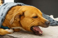 Un chien couché sous une couverture en train d'éternuer