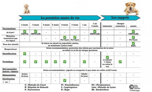 Les principaux vaccins pour chien et leurs rappels