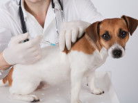 Quand faut-il faire vacciner son chien ?