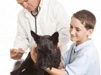 L'intérêt des vaccins pour chien