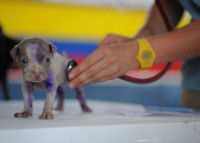 Quels chiens peuvent se faire vacciner ?