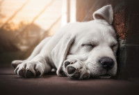 Vaccins pour chien : y a-t-il des effets indésirables ?