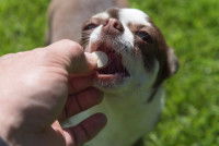 Un Chihuahua prend un médicament dans un jardin