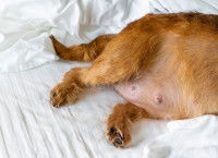 Les symptômes de la vaginite chez le chien