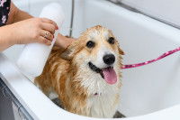 Une femme fait un shampoing à un chien Corgi