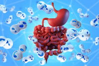 Schéma d'un appareil digestif avec des bactéries de la flore intestinale