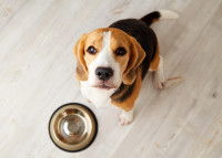 Un chien Beagle affamé attend devant sa gamelle vide
