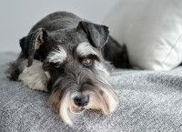 Un Schnauzer Nain stressé est couché sur un lit