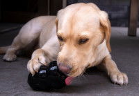 Un chiot Labrador lèche de la nourriture dans un jouet Kong