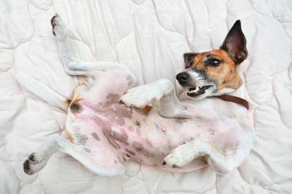 Le ventre de mon chien gargouille : pourquoi, et que faire ?