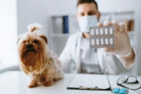 Un vétérinaire tient une plaquette de vermifuges à côté d'un Yorkshire