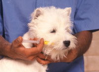 Qu'est-ce qu'un vermifuge ?