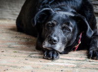 Vermifuger son chien pour le protéger