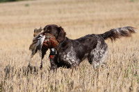 Un chien de chasse tient une perdrix dans sa gueule