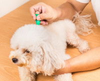 Le champ d'action du vermifuge