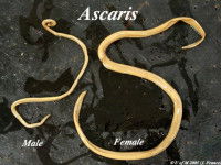 Représentation d'un ver rond dit ascaris