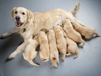 Une portée de Labrador s'allaite auprès de la mère