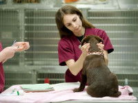 Un chien ausculté par une vétérinaire