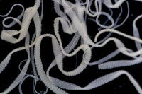 Des téniasis sur un fond noir