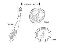 Schéma montrant un échinocoque à différents stades