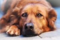 Un chien fatigué allongé sur le sol