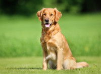 Un chien assis dans l'herbe