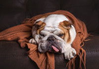 Un Bouledogue Anglais malade allongé dans une couverture