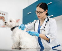 Une vétérinaire fait une injection à un chien malade