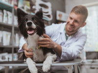 Un Border Collie allongé sur une table de vétérinaire