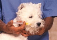 Un vétérinaire donne un vermifuge à un petit Westie