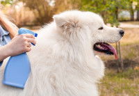 Une femme nettoie son Samoyède avec un spray