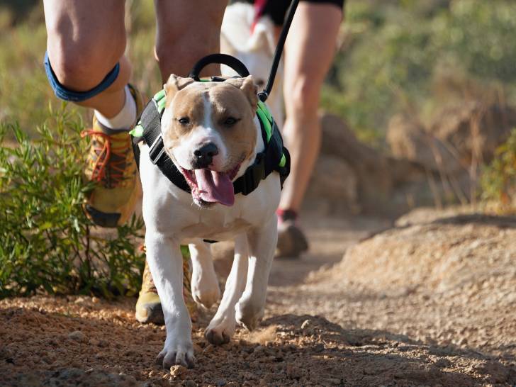 Les sports canins faisant l objet de comp titions