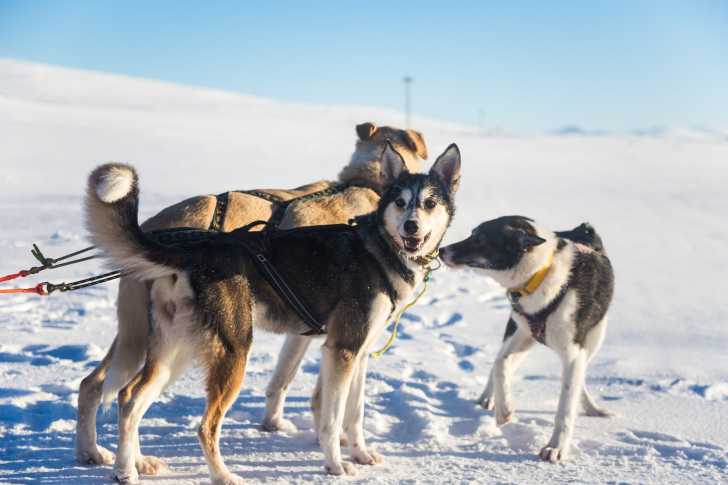 alaska chien de traineau