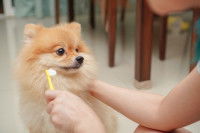 Une femme brosse les dents d'un Pomeranian