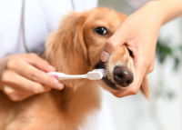 Un homme tente de brosser les dents de son chien