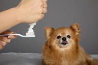 Un homme verse du dentifrice pour son petit chien