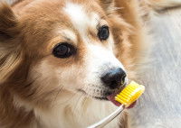 Un chien lèche une brosse à dents