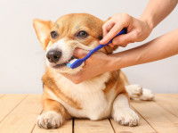 Une femme apprend à brosser les dents de son chien