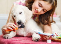 Comment habituer son chien au brossage de dents ?