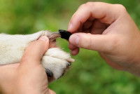 Un homme met des protège-griffes à un chien