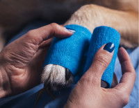 Une femme fait un bandage à la patte d'un chien