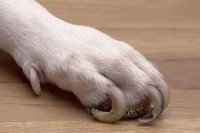 Un chien avec des griffes trop longues