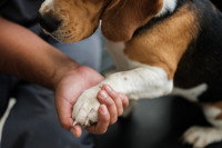 Une personne tenant la patte de son chien