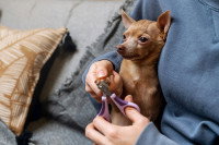 Une femme tenant un petit chien entre ses bras et coupant ses griffes