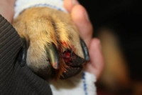 Une personne tenant une patte de chien ayant une griffe qui saigne