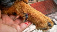Une patte de chien avec des griffes abîmées