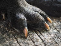 Un chien avec des ongles trop longs